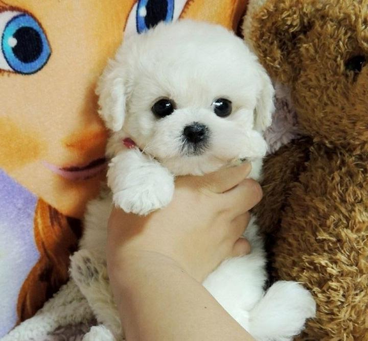 Realistic Teddy Dog Lucky | Plush Puppy