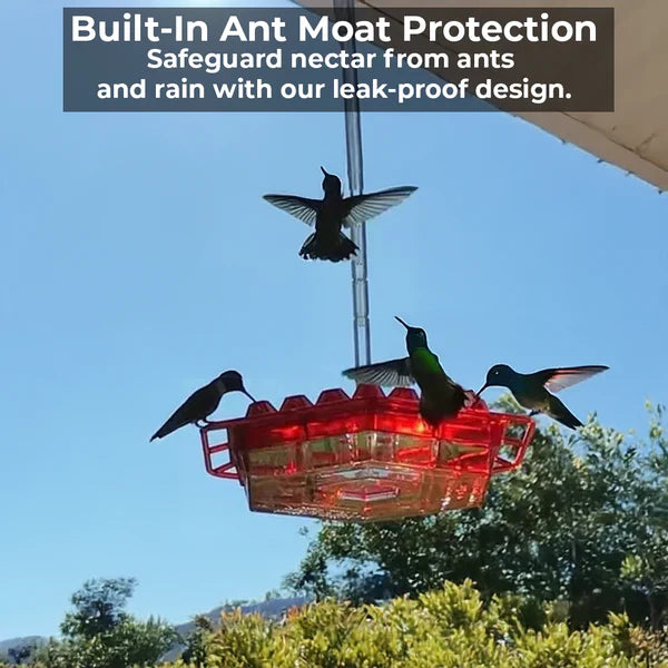 Ant-Proof Hummingbird Feeder with 30 Bee-Resistant Ports